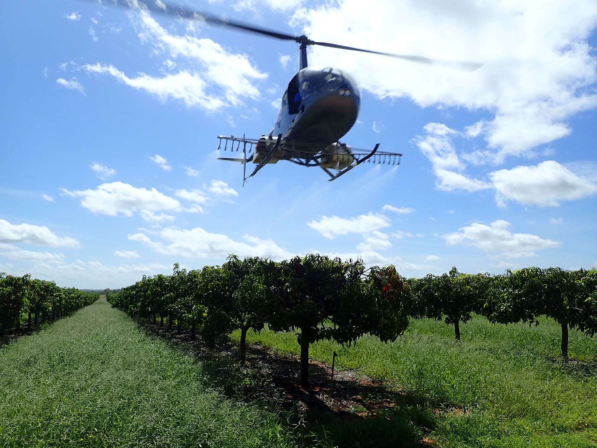 Aerial spraying of commercial mango orchard in the Northern Territory.